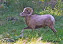 Ovis Canadensis